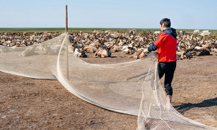Одиннадцать ямальских фермеров претендуют на гранты «Агростартап»