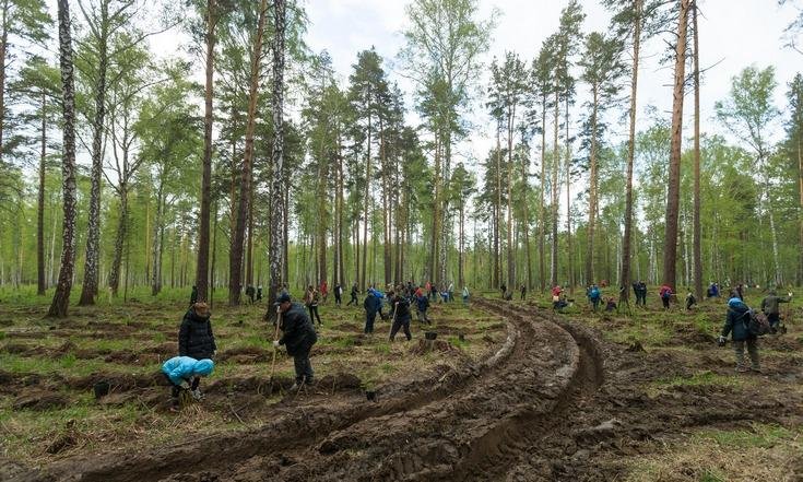 Всероссийский день посадки леса